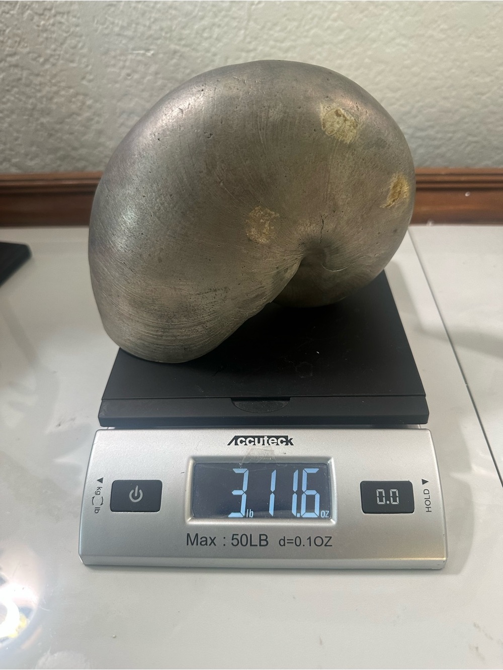 Nautilus silver Shell Sculpture ..Buccellati look !!! Over 3 lbs - Picture 7 of 8